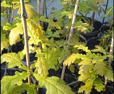 Healthy Native Oak Saplings (2 Years Old)