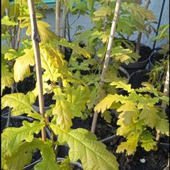 Healthy Native Oak Saplings (2 Years Old)