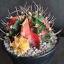 Gymnocalycium mihanovichii variegated Image 3