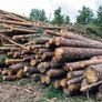 Chainsaws Image 7