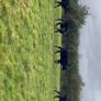 AAX heifers Image 2