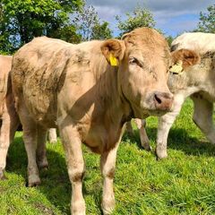Heffers Carrigallen mart Saturday  9/5