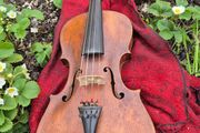 Violin