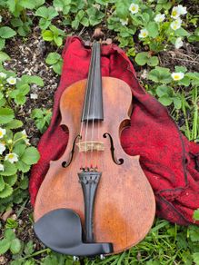 Violin