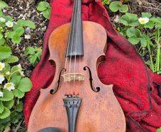 Violin