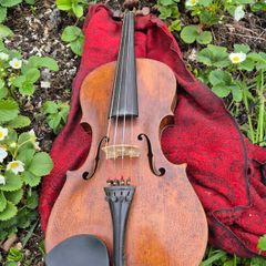 Violin