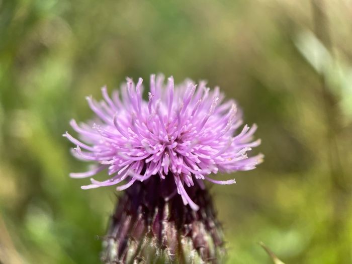 Various original macro nature photos on foam tiles