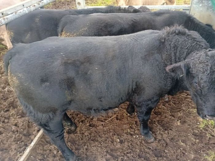 9 Aberdeen angus weanling bulls