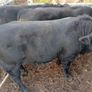 9 Aberdeen angus weanling bulls Image 10