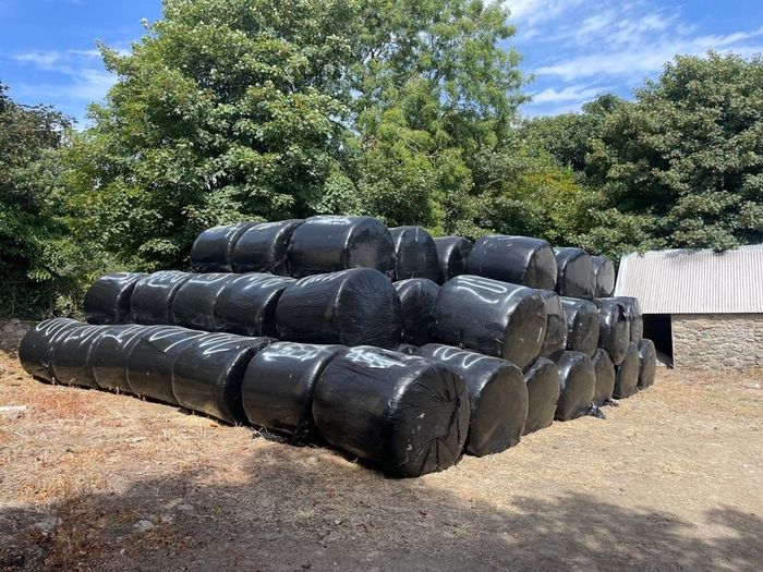 Premium Haylage for Sale  250 Bales