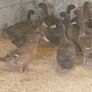 Khaki Campbell Female Ducks Image 2