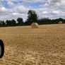 Barley straw Image 5