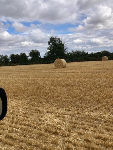 Barley straw