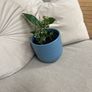 Peace Lily and Ivy plant Image 4