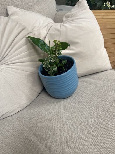 Peace Lily and Ivy plant