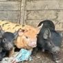 10 week old potbellies /  kuna kuna piglets . Image 2