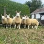Sheep Cheviot ewe lambs Image 5