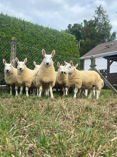 Sheep Cheviot ewe lambs