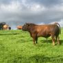 Bulls Image 2