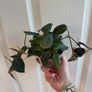 houseplant Philodendron Micans Image 3