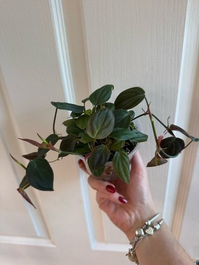 houseplant Philodendron Micans