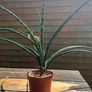 snake plant Image 2