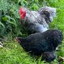 Bantam cockerels Image 2