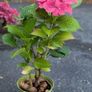Hydrangea Image 3