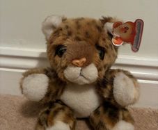teddy
