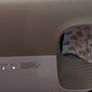 self-cleaning cat litter box Image 5