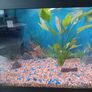 Fish Image 4