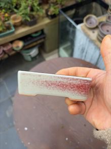 bonsai pot