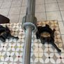 High Spec Blk Box Olympic Barbell And Collars Image 6
