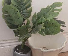 Plastic Plant