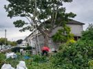 Cut down tree/Garden clearance Image 7