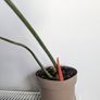 Philodendron Gloriosum Plant Image 3