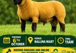Ballina October Ram Sale