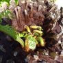 4ft dicksonia Antarctica tree fern Image 5