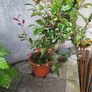 Photinia Fraserii Red Robin Image 3