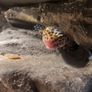 Leopard gecko terrarium Image 2