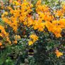 Cherry Laural Hedging 5/6 FT from 35 euro Image 4