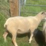 Charolais Ram Image 2