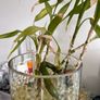 plant bamboo with free orbies and glass vase Image 4