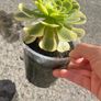 plant Image 2