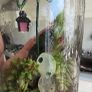 small terrarium Image 2