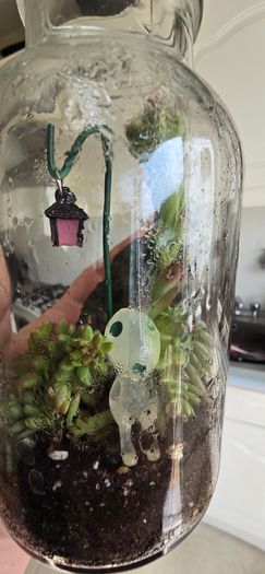 small terrarium
