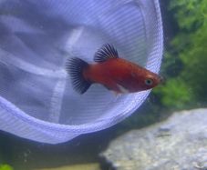 fish