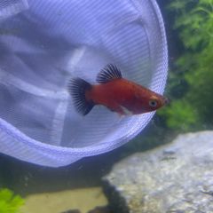 fish
