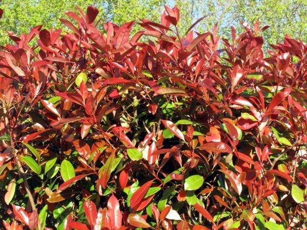 Red Robin Hedging