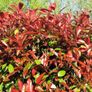 Red Robin Hedging Image 3